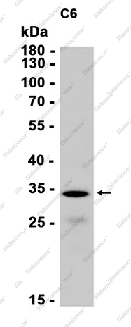 Recombinant SF2 Monoclonal Antibody - 2