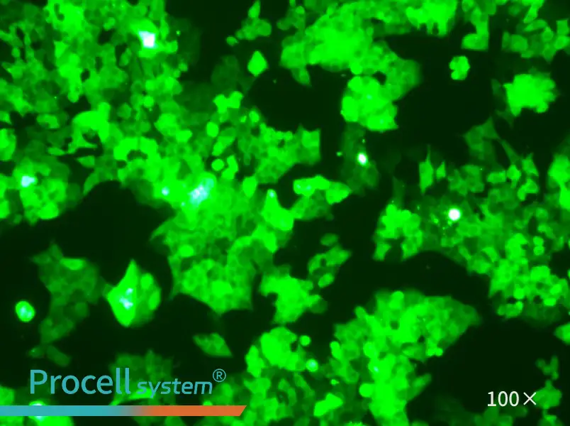 HCT 116-GFP Cell Complete Medium - 1