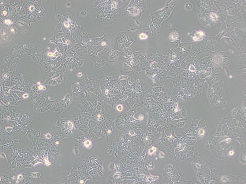 HT-1376 Cell Complete MediumHT-1376 Cell Complete Medium - 2