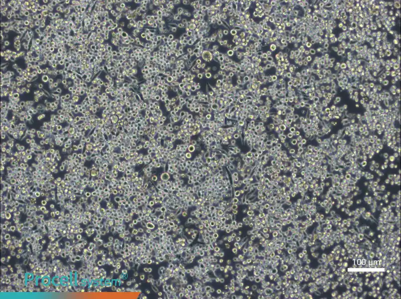 L6565 Cell Complete Medium - 3