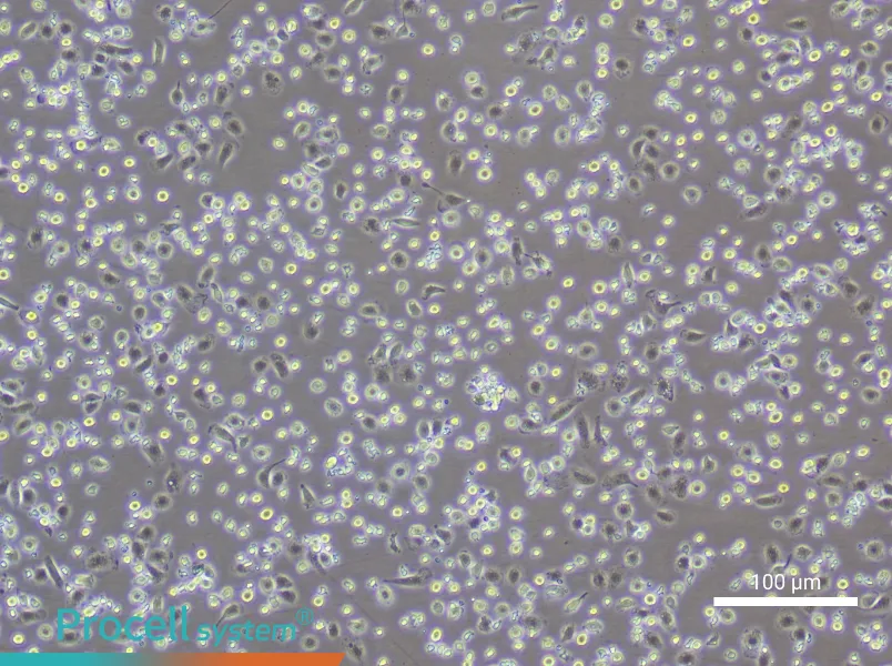 Rat Peripheral Blood Monocyte Complete MediumRat Peripheral Blood Monocyte Complete Medium - 3