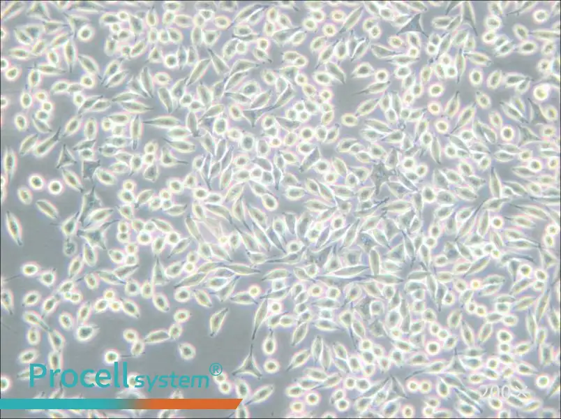 A9 Cell Complete Medium - 4