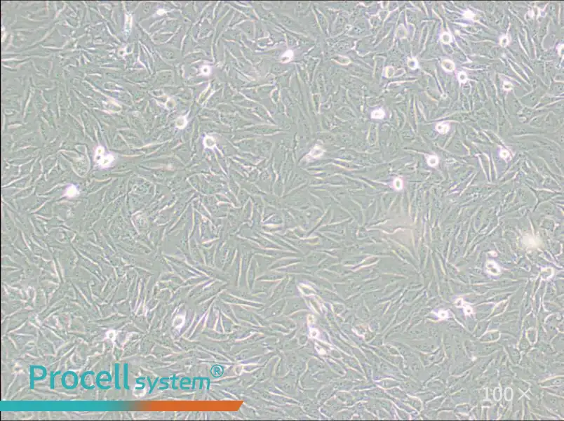 A2058 Cell Complete Medium - 2