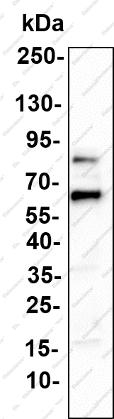 Recombinant AMPKα1 (Phospho Ser485) Monoclonal Antibody - 1