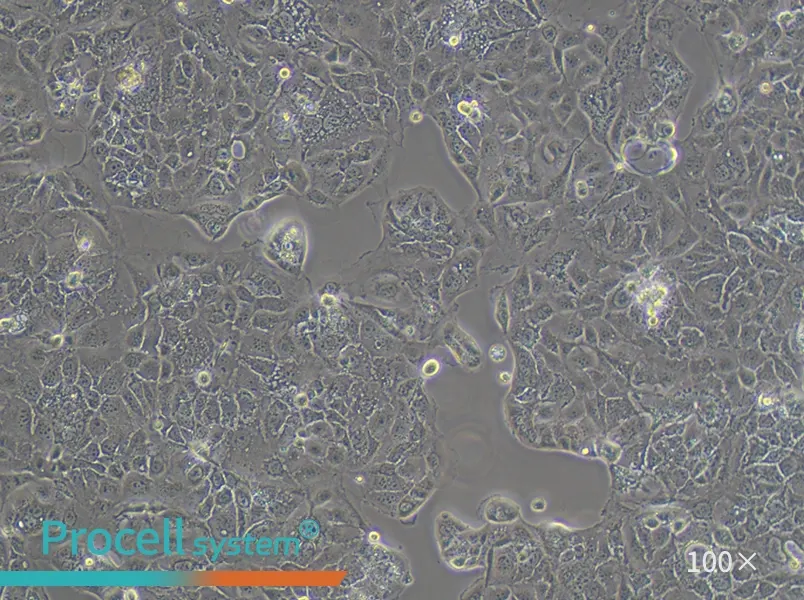 Caco-2 Cell Complete Medium - 3