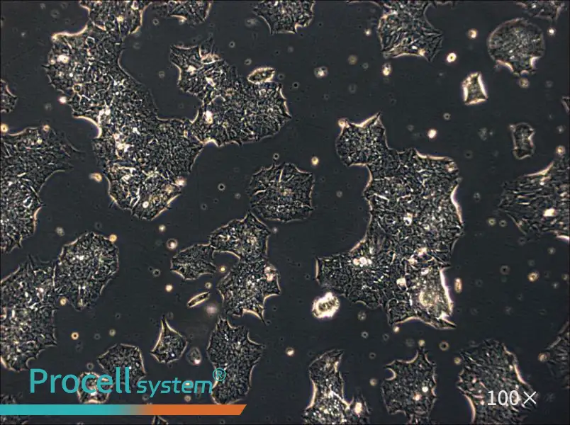 GT1-1 Cell Complete MediumGT1-1 Cell Complete Medium - 3