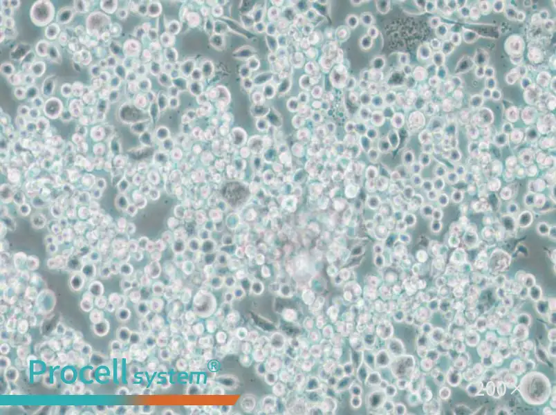 Lu-65 Cell Complete Medium - 5