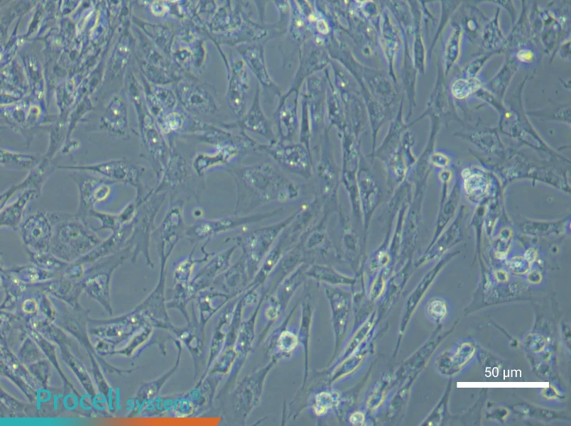 Chicken Follicular Basement Membrane Cell Complete Medium - 4