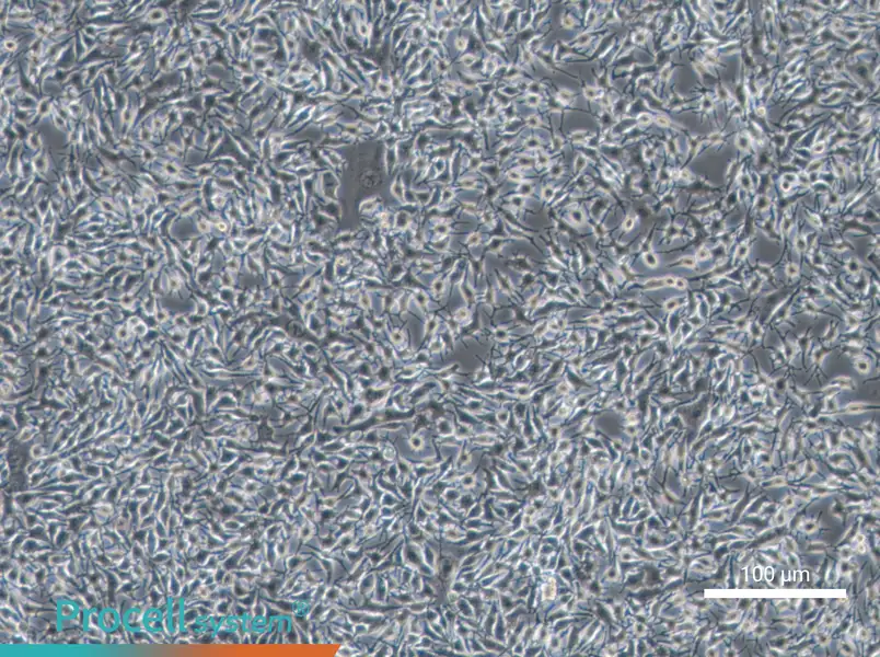 B16-F1 Cell Complete Medium - 2