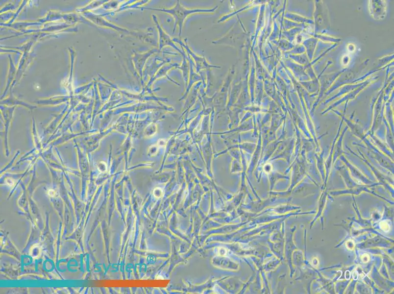 VMM39 Cell Complete Medium - 4