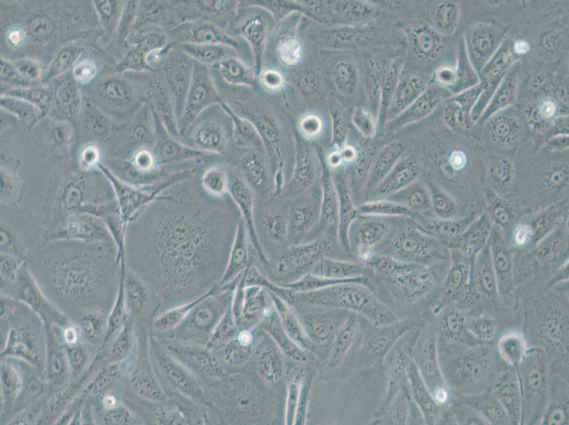 A875 [A-875] Cell Complete Medium - small - 4