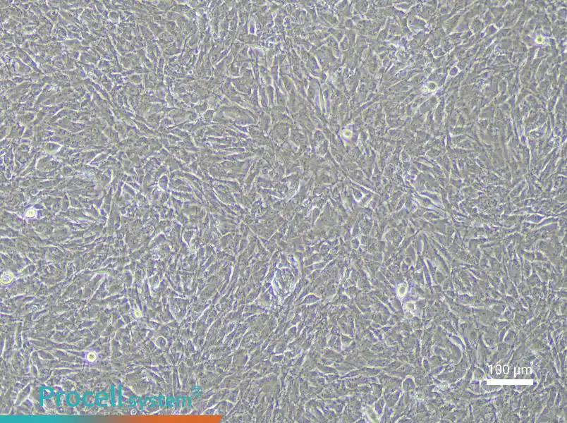 Rabbit Urethral Smooth Muscle Cell Complete Medium - 3