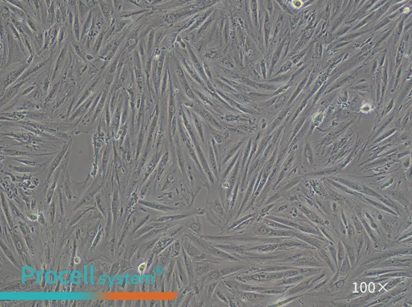 A7r5 Cell Complete Medium - 3