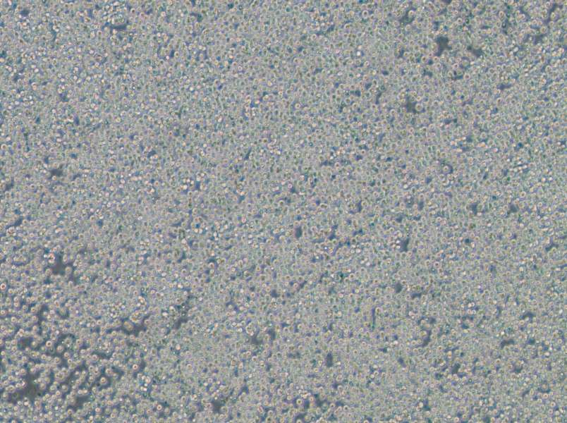 EOL-1 Cell Complete MediumEOL-1 Cell Complete Medium - 2