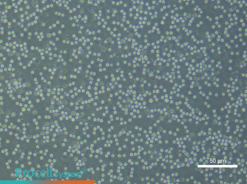 Human Peripheral Blood Leukocyte Complete Medium - 6