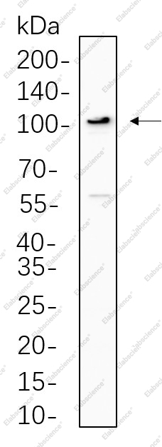 Recombinant ERK5 Monoclonal Antibody - 1