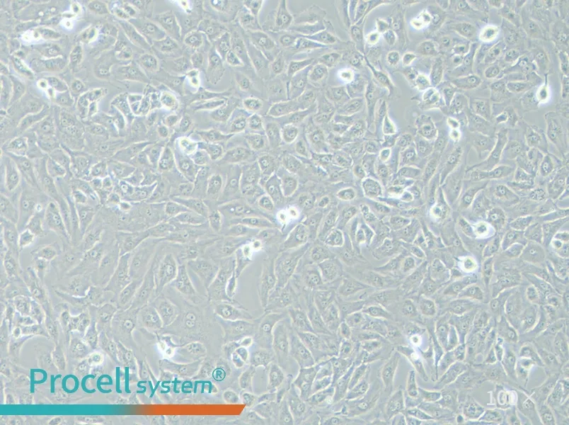 OS-RC-2 Cell Complete Medium - 1