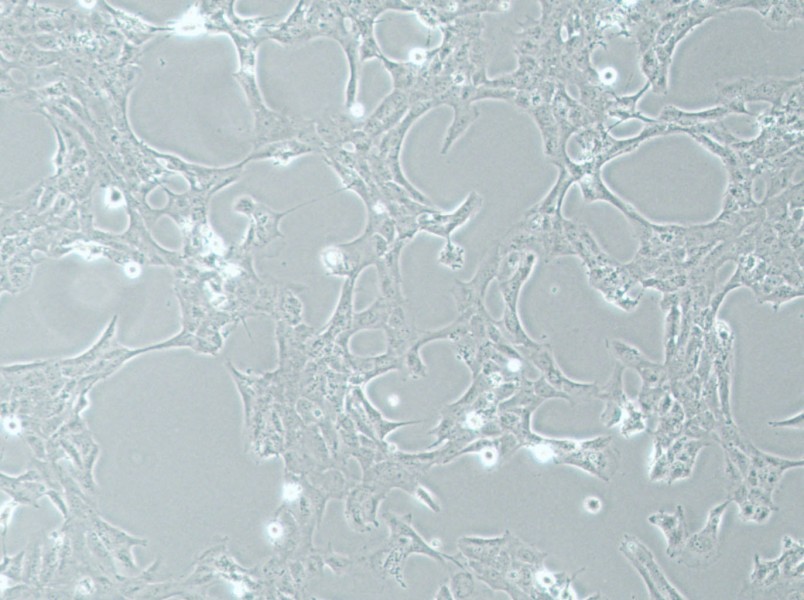 HLE-B3 Cell Complete MediumHLE-B3 Cell Complete Medium - 3