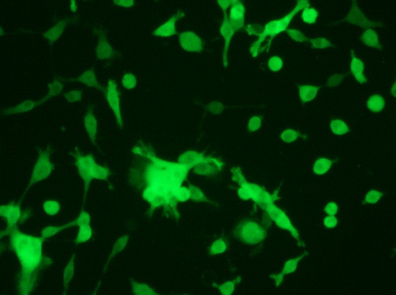 CT26.WT-GFP Cell Complete Medium - 6