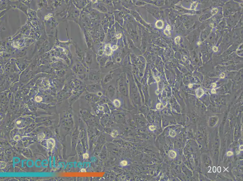 VMRC-RCZ Cell Complete Medium - 4