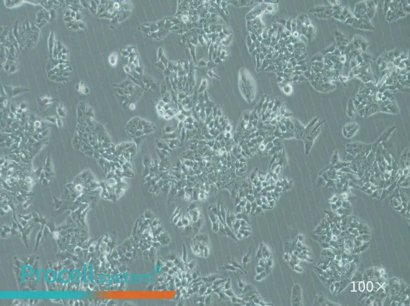 MHCC97-L Cell Complete Medium - 1