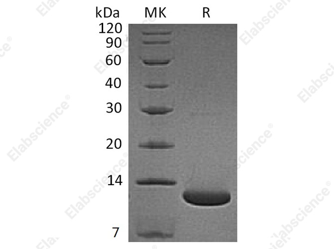 Recombinant Human Complement C5a Protein - 1