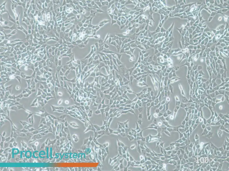 ATDC-5 Cell Complete MediumATDC-5 Cell Complete Medium - 3