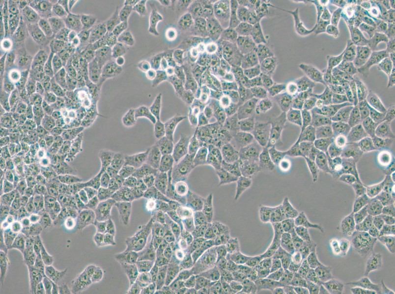 CAL 27 Cell Complete Medium - small - 6