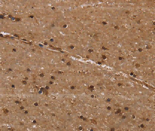 EIF3H Polyclonal Antibody - 3