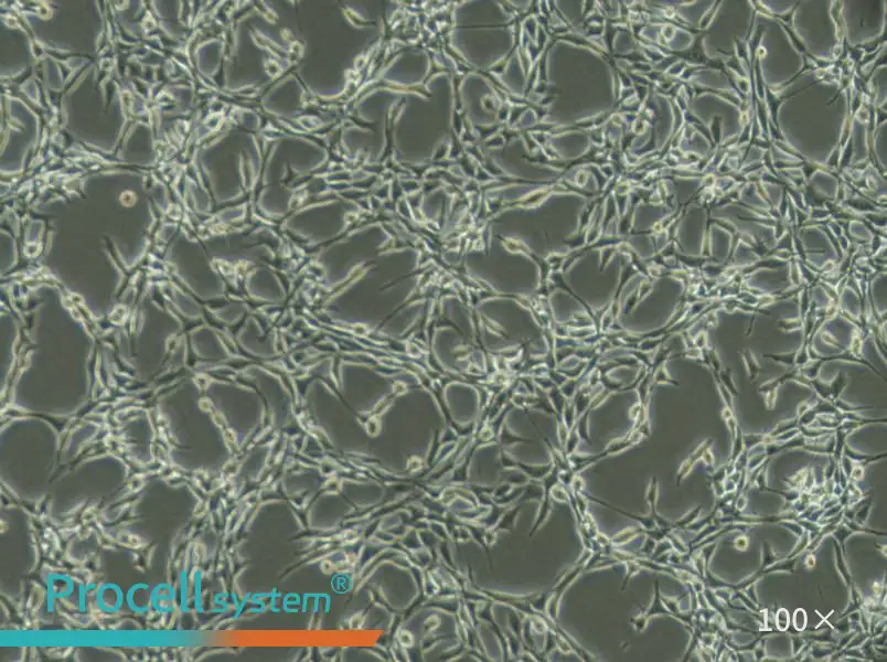 Psi2 DAP Cell Complete Medium - 1