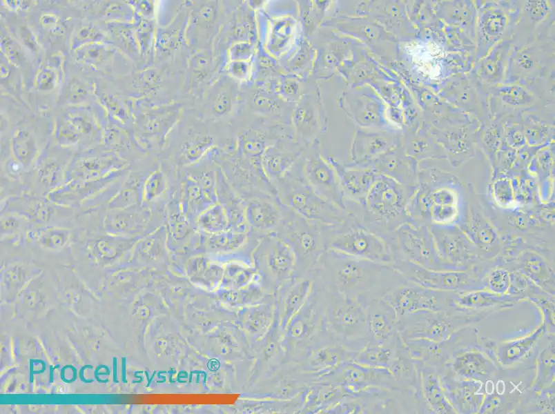 OS-RC-2 Cell Complete Medium - 5
