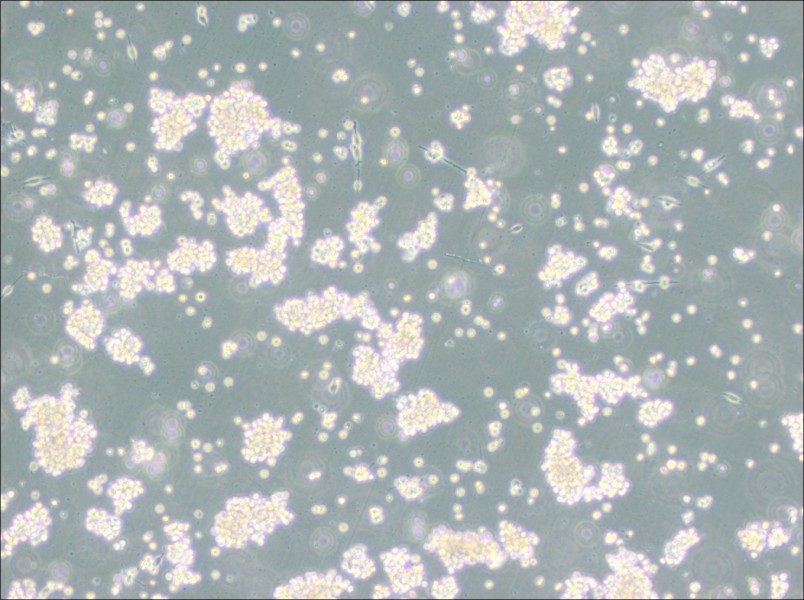 B95-8 Cell Complete MediumB95-8 Cell Complete Medium - 2