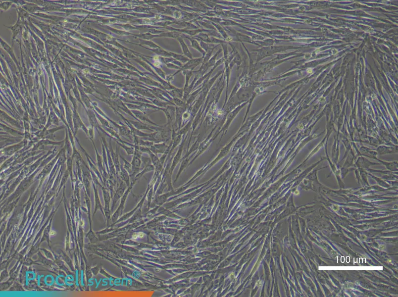 Human Renal Fibroblast Complete Medium - 3