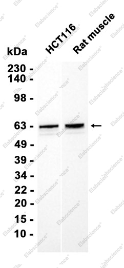 Recombinant PDPK1 Monoclonal Antibody - 1