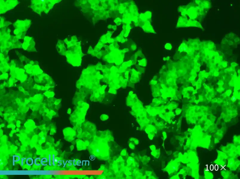 HCT 116-GFPHCT 116-GFP - 3