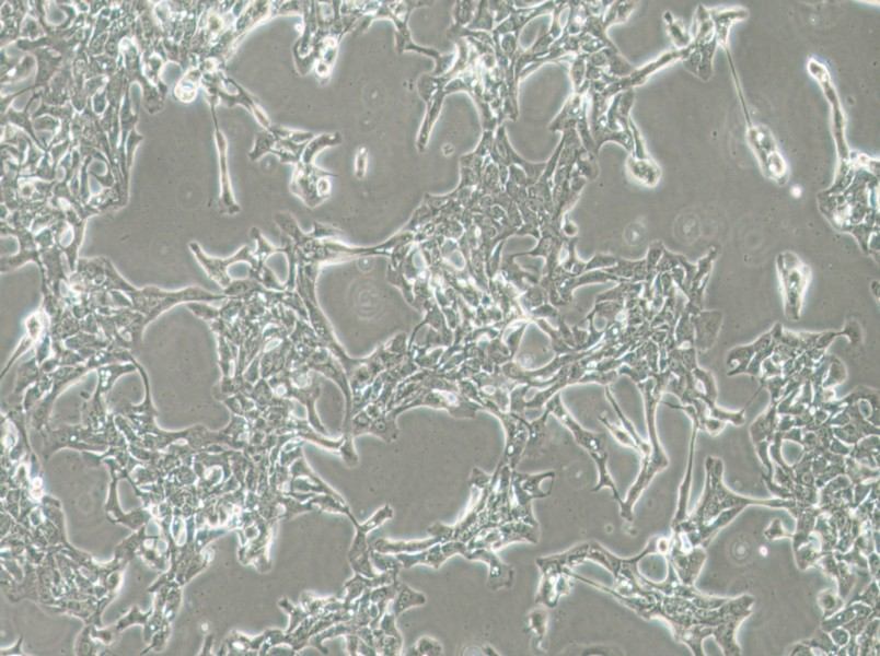 HCC70 Cell Complete Medium-searchlist-1