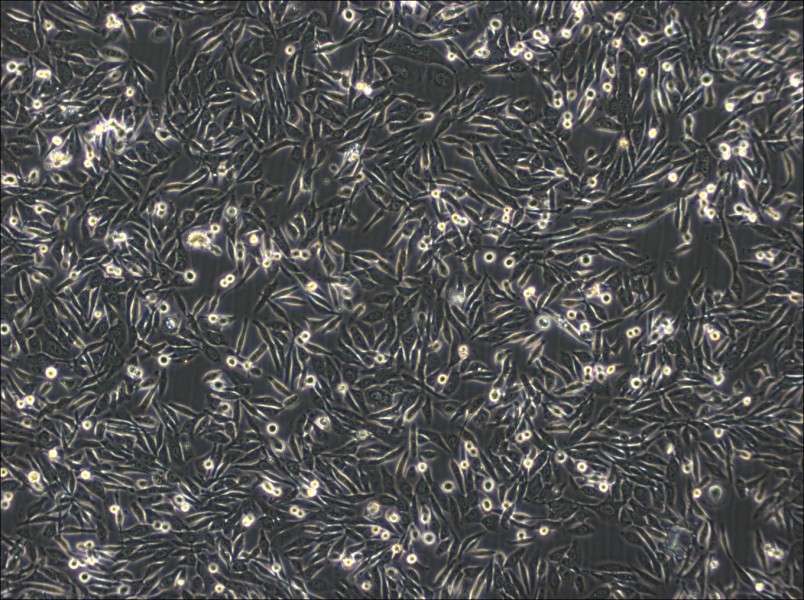 NUGC-3 Cell Complete Medium-searchlist-1