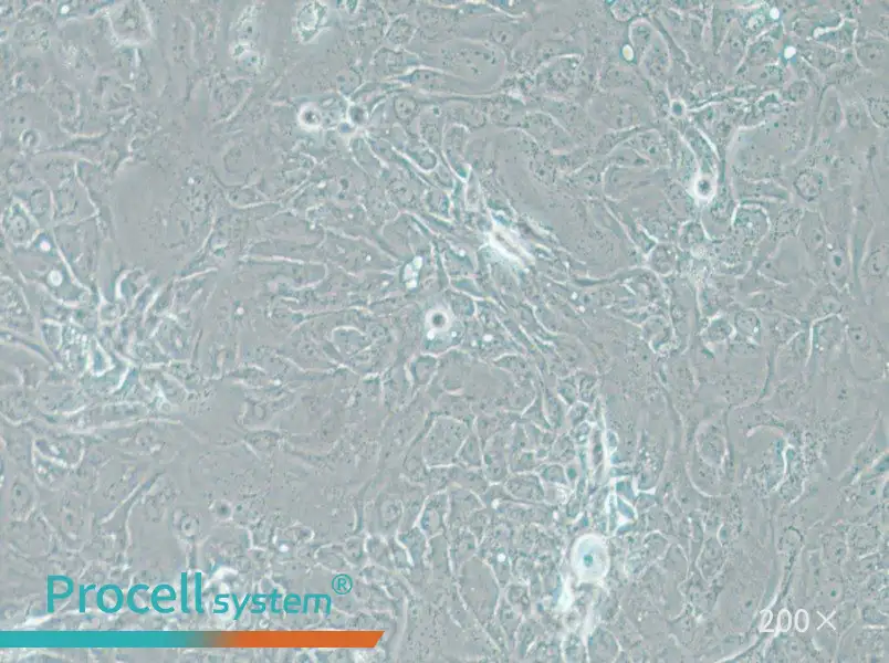 Panc 08.13 Cell Complete Medium - 5