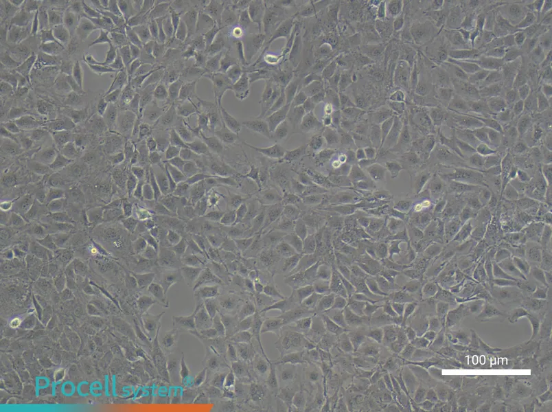 MC3T3-E1 Subclone 14 Cell Complete Medium - 1