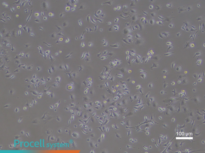 Mouse Microglial CellsMouse Microglial Cells - 2