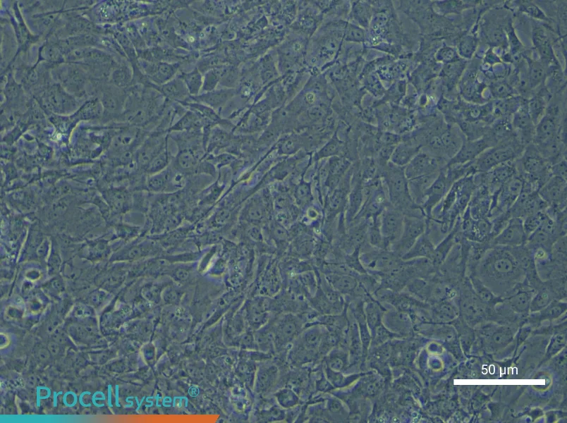 Mouse Trabecular Meshwork Cell Complete Medium - small - 5