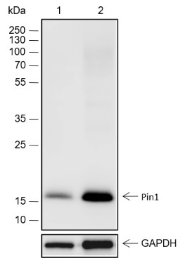 Recombinant Pin1 Monoclonal Antibody-searchlist-1