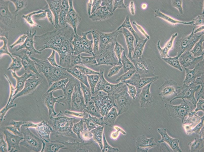 A549-DDP Cell Complete Medium - 6