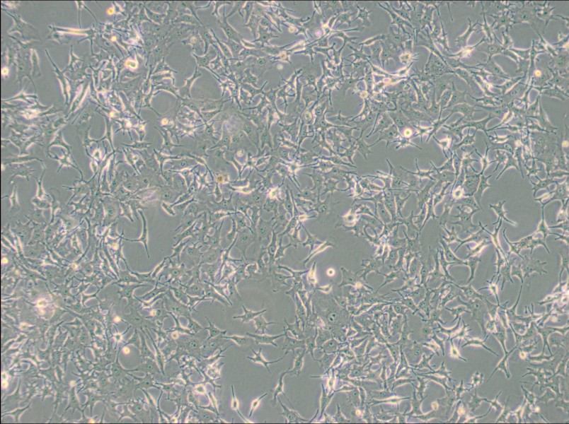 B16-F0 Cell Complete MediumB16-F0 Cell Complete Medium - 2