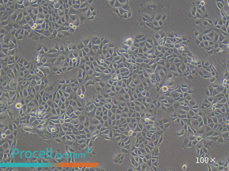 KYSE-270 Cell Complete MediumKYSE-270 Cell Complete Medium - 2