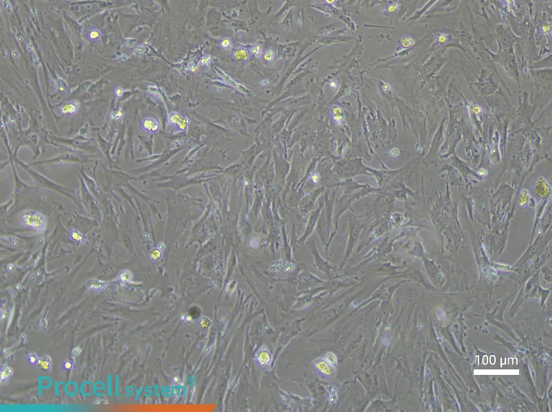 Mouse Mammary Fibroblast Complete Medium - 2