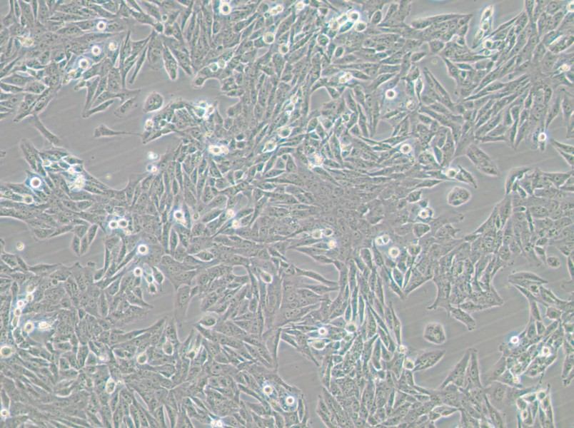 GES-1 Cell Complete Medium - 2