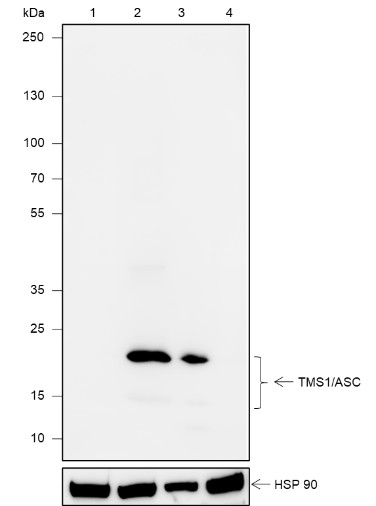 Recombinant TMS1/ASC Monoclonal Antibody-searchlist-1