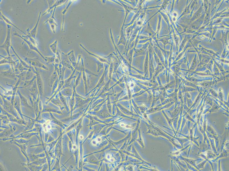 VMM39 Cell Complete Medium - small - 6