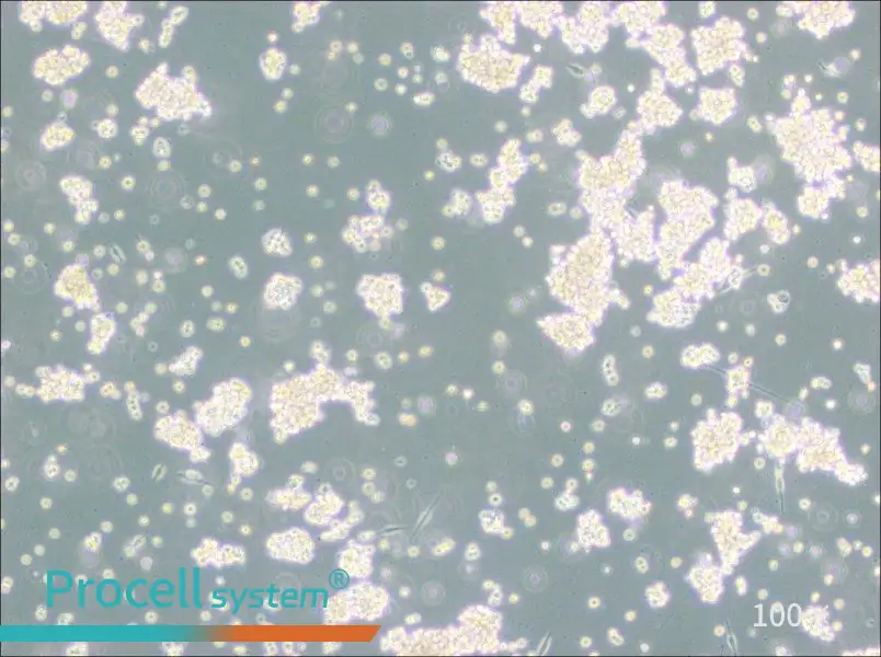 B95-8 Cell Complete Medium - 3